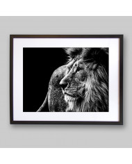 León, Parque Nacional Kruger, SudÁfrica