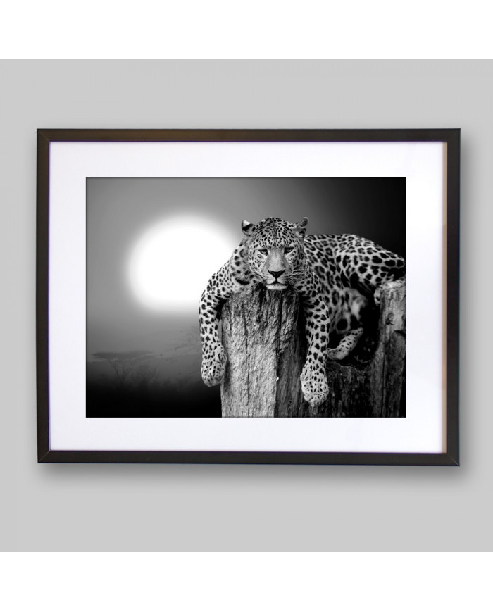 Leopardo descansando en un árbol, Parque Nacional Masai Mara, Tanzania