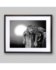 Leopardo descansando en un árbol, Parque Nacional Masai Mara, Tanzania