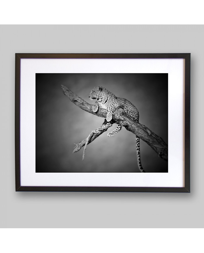 Leopardo, Parque Nacional Serengueti, Tanzania