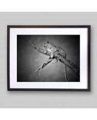 Leopardo, Parque Nacional Serengueti, Tanzania