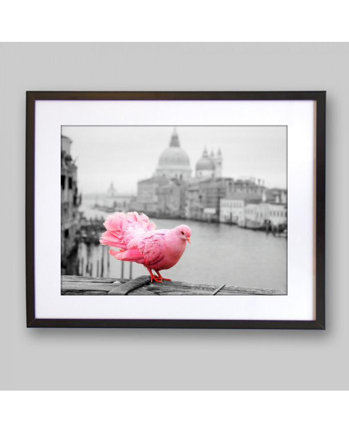 Paloma rosa junto al Gran Canal, Venecia