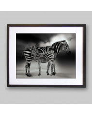 Retrato de dos cebras