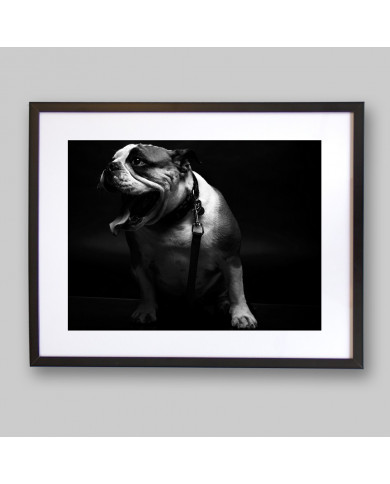 Retrato de un bulldog Retrato de un bulldog