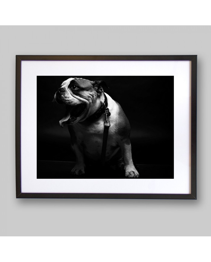 Retrato de un bulldog