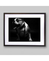 Retrato de un bulldog