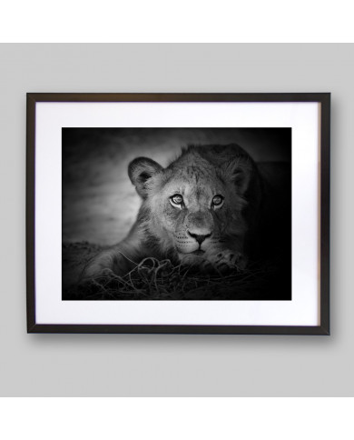 Portrait of a young lion, Serengeti National Park, Tanzania