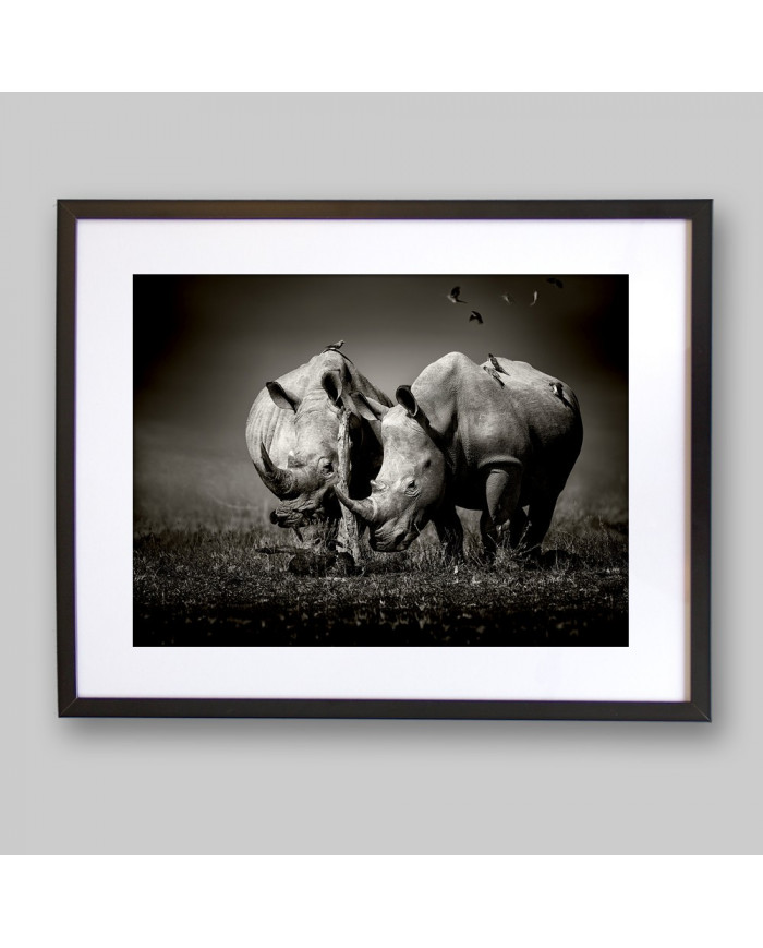 Rinocerontes rodeados de pájaros, Parque Nacional  Nakuru, Kenia