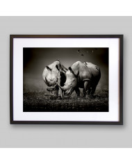 Rinocerontes rodeados de pájaros, Parque Nacional  Nakuru, Kenia